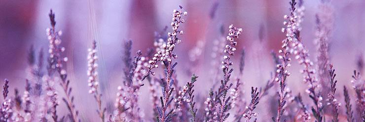 Bienfaits et propriétés des huiles essentielles